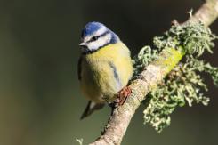 Herrerilo común - Bue tit (Cyanistes caeruleus)