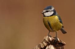 Herrerilo común - Bue tit (Cyanistes caeruleus)