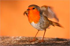 Petirrojo - Robin (Erithacus rubecula)