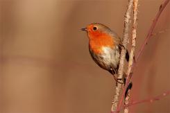 Petirrojo - Robin (Erithacus rubecula)