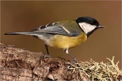 Carbonero común - Great tit (Parus major)