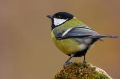 Carbonero común - Great tit (Parus major)