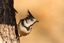 Herrerillo capuchino - Crested tit (Lophophanes cristatus)