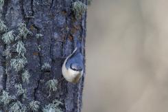 Trepador azul - Eurasian Nuthatch (Sitta europaea)