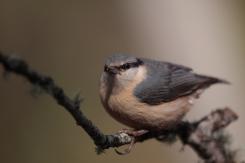 Trepador azul - Eurasian Nuthatch (Sitta europaea)