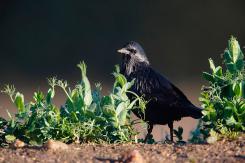 Estornino negro - Spotless starling