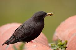 Estornino negro - Spotless starling