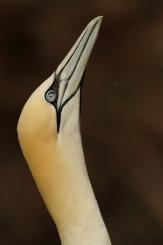 Alcatraz - Northern Gannet