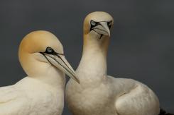 Alcatraz - Northern Gannet