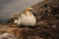 Alcatraz - Northern Gannet