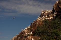 Alcatraz - Northern Gannet