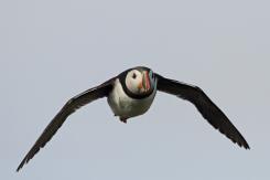 Frailecillo - Atlantic puffin