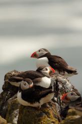 Frailecillo - Atlantic puffin