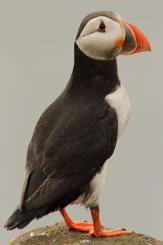 Frailecillo - Atlantic puffin