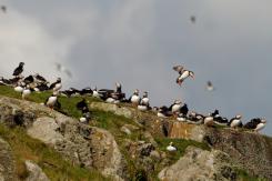 Frailecillo - Atlantic puffin