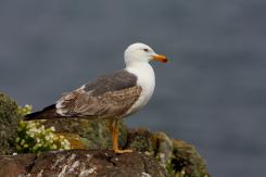 Gaviotas - Seagull