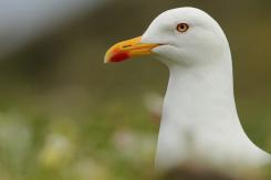 Gaviotas - Seagull