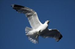 Gaviotas - Seagull