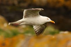 Gaviotas - Seagull