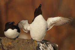 Alca - Razorbill