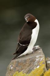 Alca - Razorbill