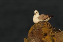 Fulmar boreal - Northern fulmar