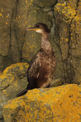 Cormorán moñudo - Common shag