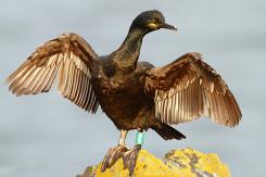 Cormorán moñudo - Common shag