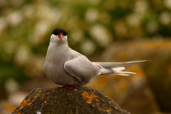 Charrán Artico - Arctic tern