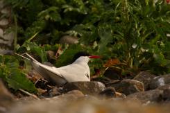 Charrán Artico - Arctic tern