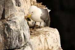 Gaviota tridáctila - Kittiewake